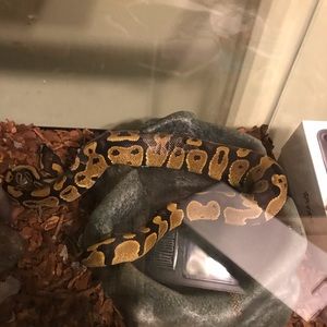 Meet your Posher, Dakota